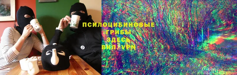 Псилоцибиновые грибы Psilocybe  Тавда 